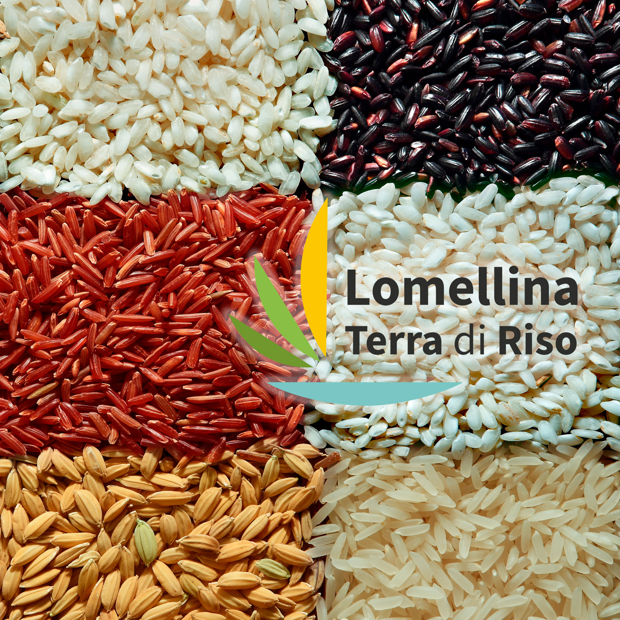 logo_cover
