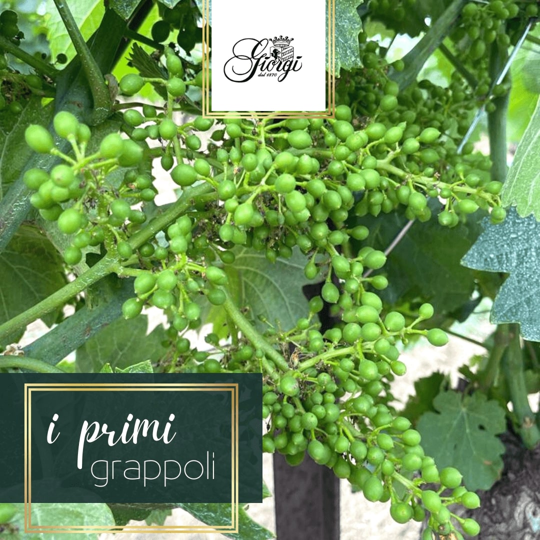 Giorgi Wines 03